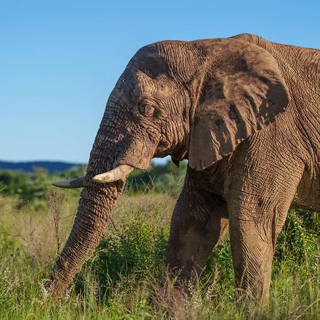Sediba Luxury Safari Lodge Réserve animalière Welgevonden Extérieur photo