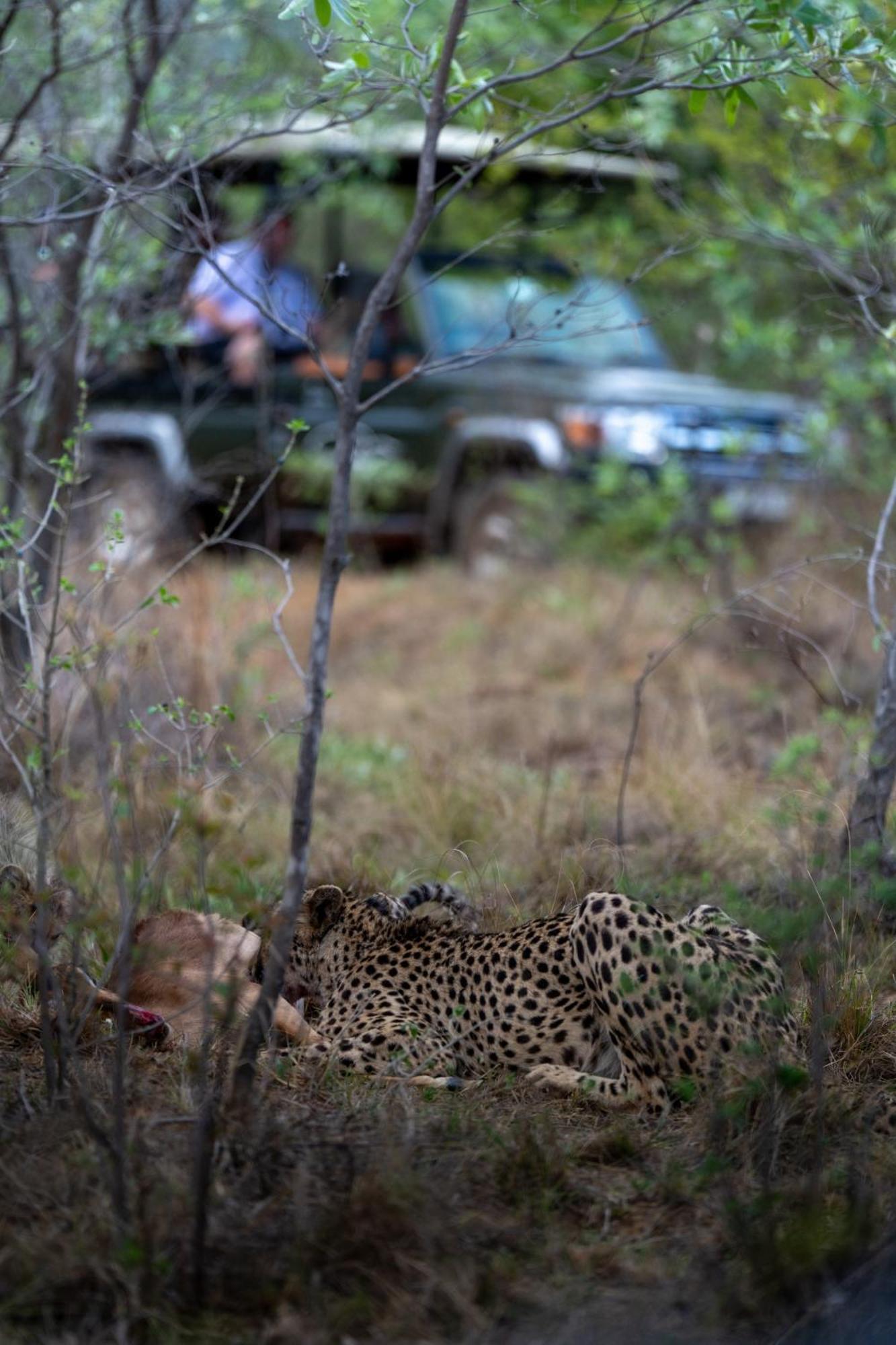 Sediba Luxury Safari Lodge Réserve animalière Welgevonden Extérieur photo