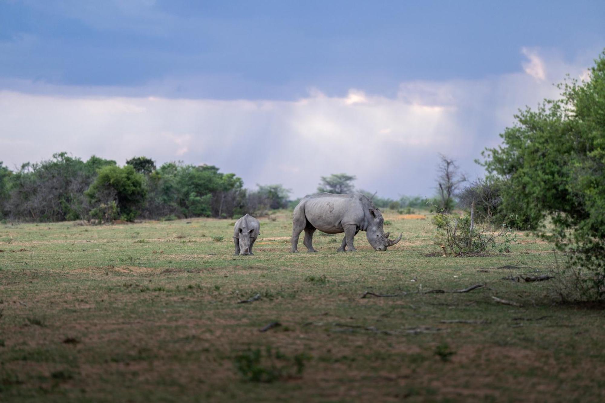 Sediba Luxury Safari Lodge Réserve animalière Welgevonden Extérieur photo