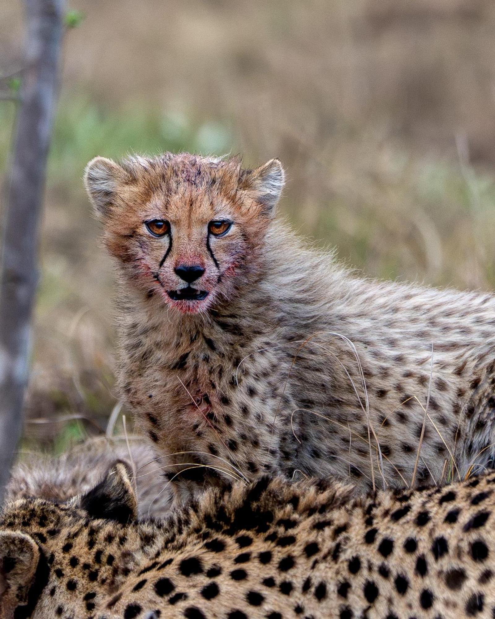 Sediba Luxury Safari Lodge Réserve animalière Welgevonden Extérieur photo