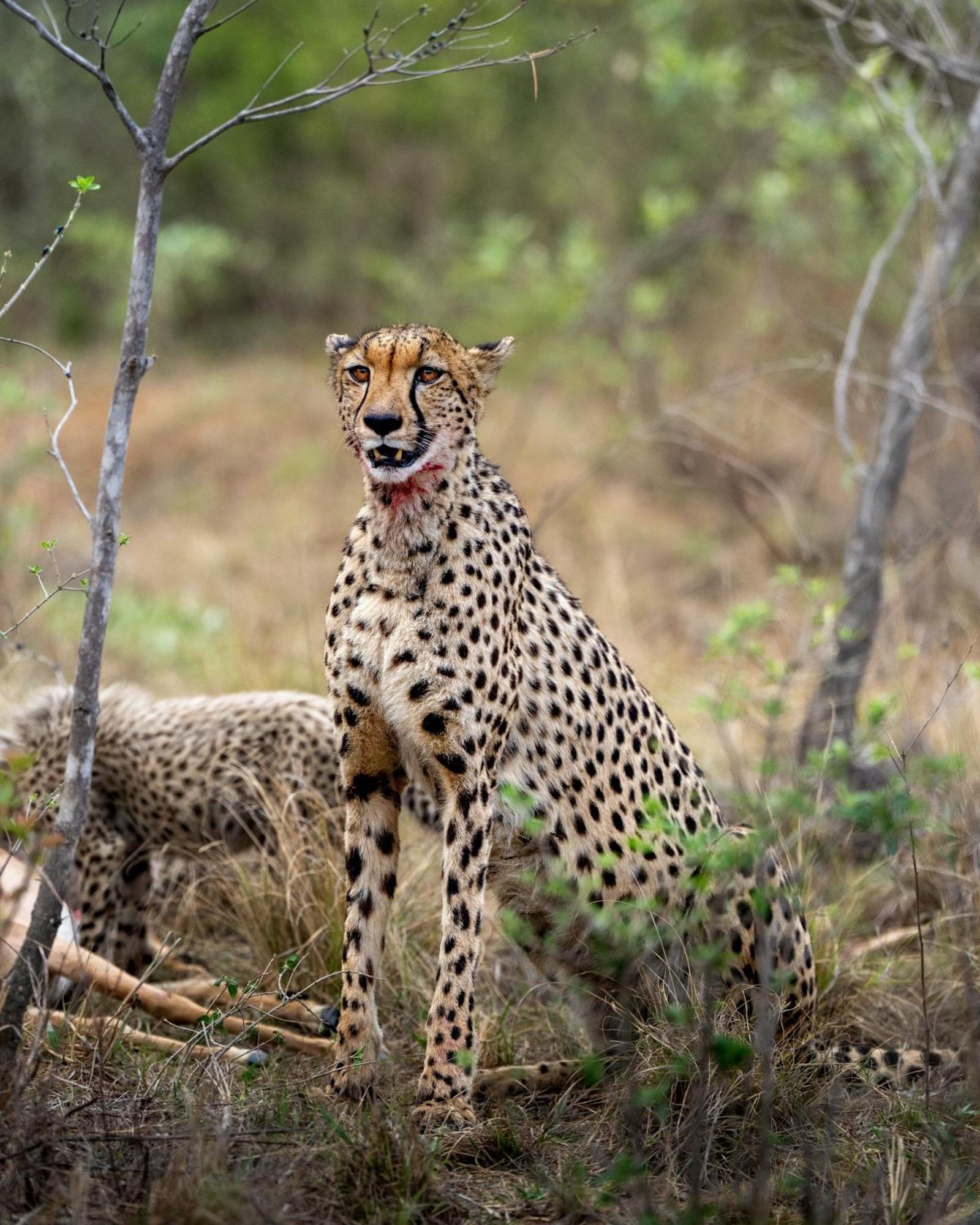 Sediba Luxury Safari Lodge Réserve animalière Welgevonden Extérieur photo