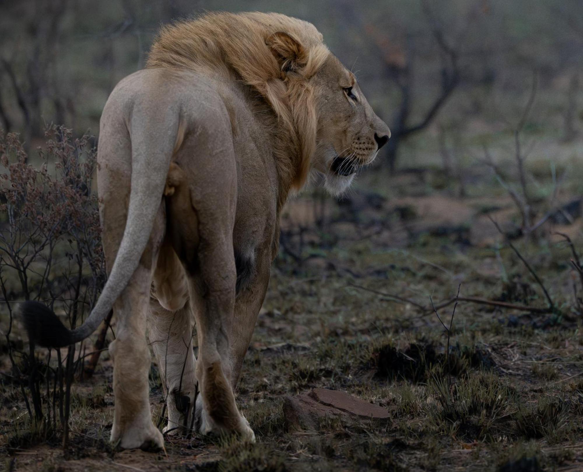 Sediba Luxury Safari Lodge Réserve animalière Welgevonden Extérieur photo