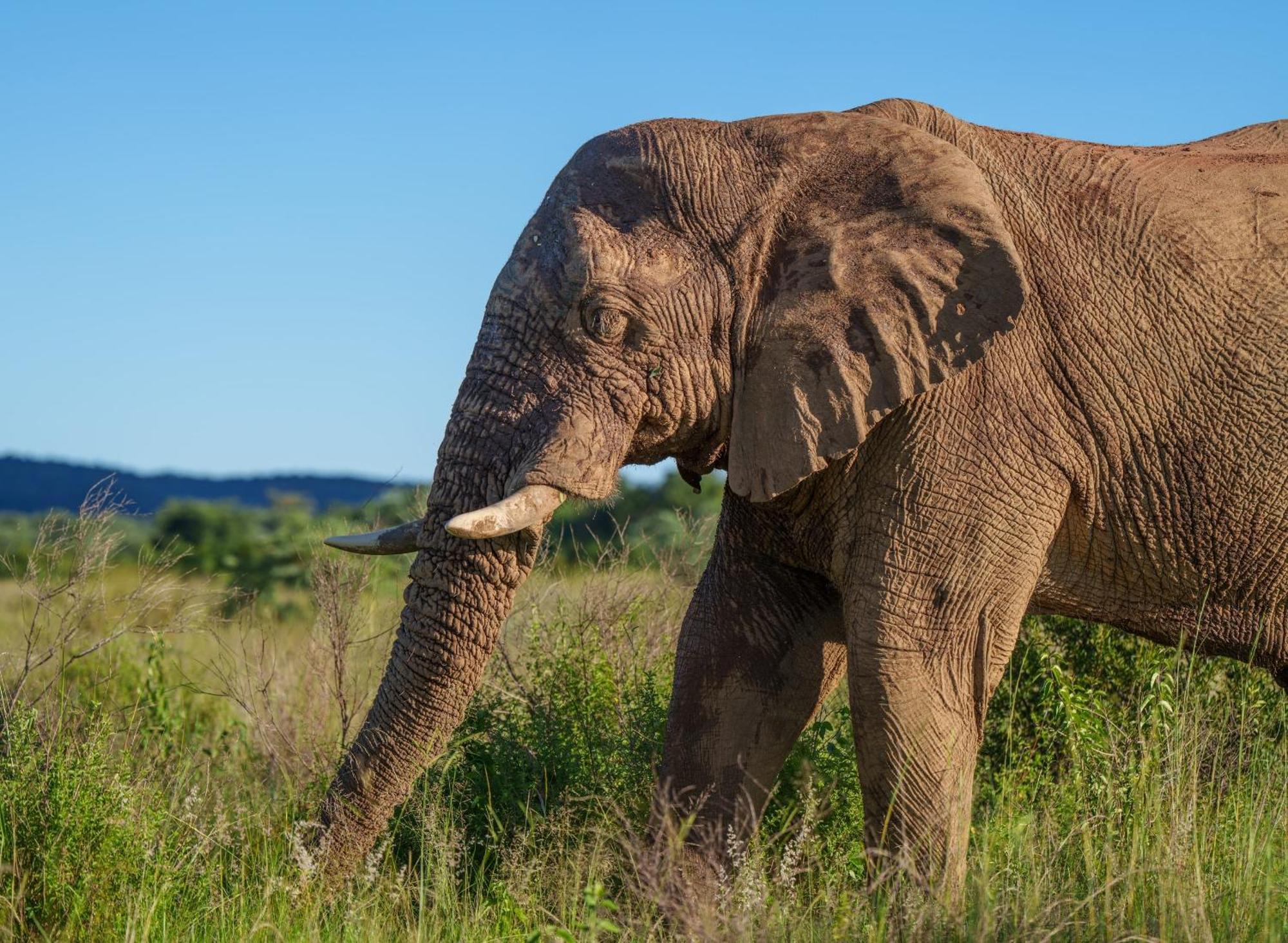 Sediba Luxury Safari Lodge Réserve animalière Welgevonden Extérieur photo