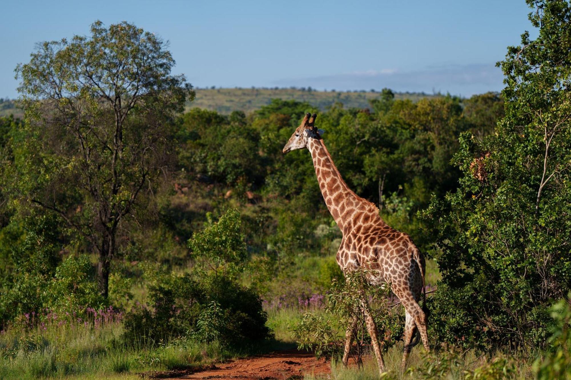 Sediba Luxury Safari Lodge Réserve animalière Welgevonden Extérieur photo