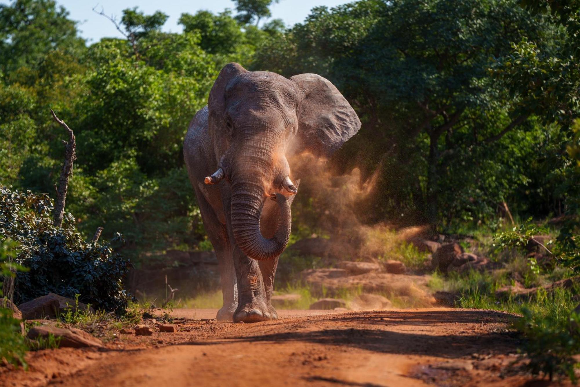 Sediba Luxury Safari Lodge Réserve animalière Welgevonden Extérieur photo